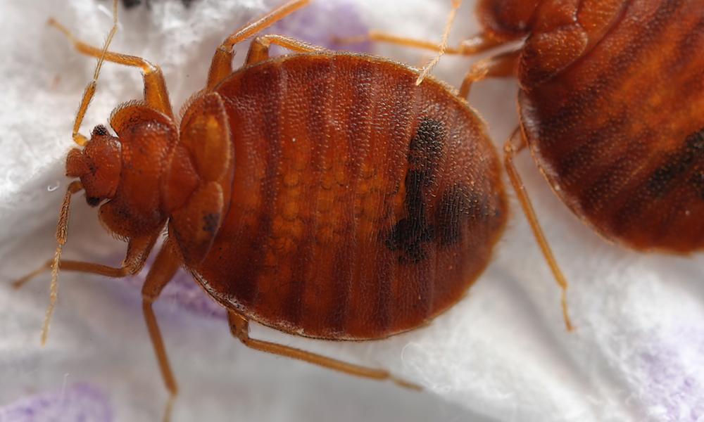Image of Bed bug
