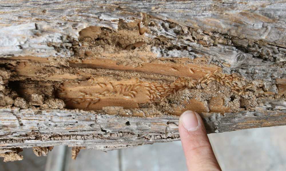 Image of Termite