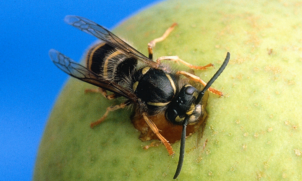 Image of Bee and Wasp