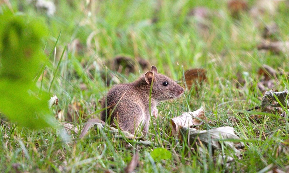baking soda and cornmeal mouse bait formula