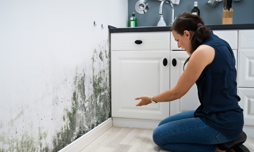 mold in kitchen
